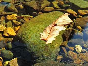 澳冂精準(zhǔn)最快四肖八碼期期準(zhǔn)——揭秘彩票預(yù)測的秘密，揭秘彩票預(yù)測，澳冂精準(zhǔn)四肖八碼期期準(zhǔn)的秘密探索