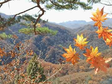 新澳門六開彩開獎(jiǎng)結(jié)果今天最新——全面解析與預(yù)測，澳門今日六開彩開獎(jiǎng)結(jié)果解析與預(yù)測