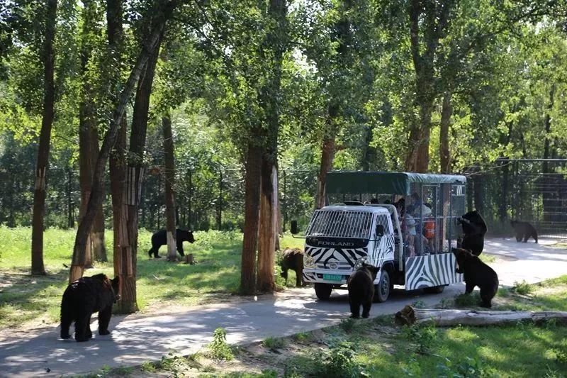 北京野生動物園，探索自然奧秘的理想之地，北京野生動物園，自然奧秘探索的理想之地