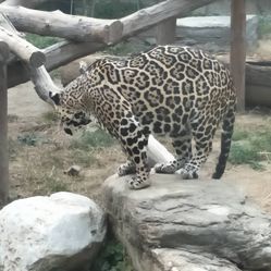 北京野生動物園門票信息及購買指南，北京野生動物園門票信息與購買指南