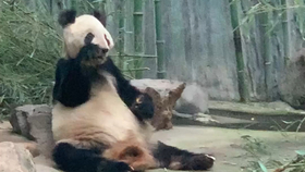 北京動物園門票價格詳解，北京動物園門票價格全面解析