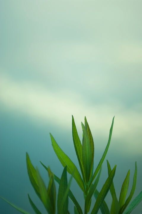 小草青青在線觀看免費(fèi)，探索最佳觀影體驗(yàn)，小草青青在線免費(fèi)觀看，享受最佳觀影體驗(yàn)