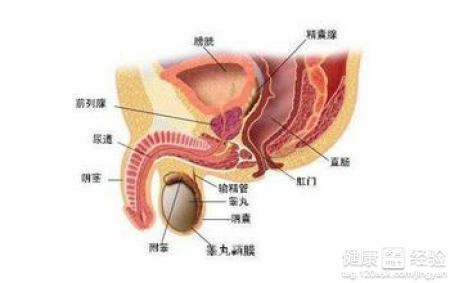 男性冠狀溝小顆粒