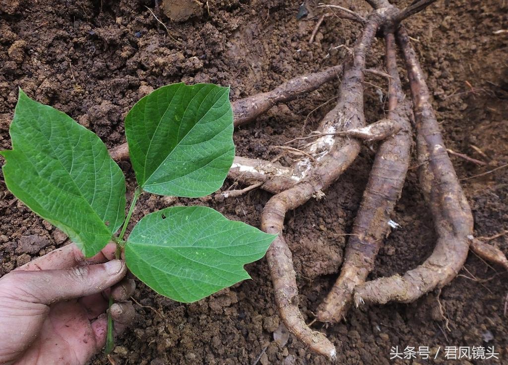 葛根，自然之寶的奧秘與健康益處，葛根，自然之寶的奧秘與健康的守護(hù)神