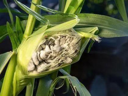 男人蛋蛋里摸到一個小疙瘩，原因、關(guān)注與處理方法，男人蛋蛋里的小疙瘩，原因、關(guān)注及處理方法