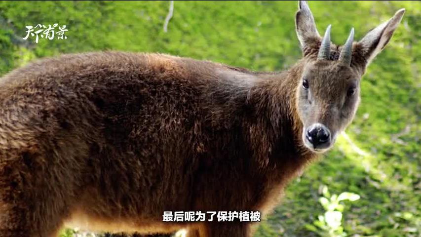 新澳2025今晚開(kāi)獎(jiǎng)資料解析——四不像的獨(dú)特魅力，新澳2025四不像獨(dú)特魅力解析，今晚開(kāi)獎(jiǎng)資料揭秘