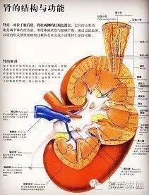 腎病綜合癥是什么病